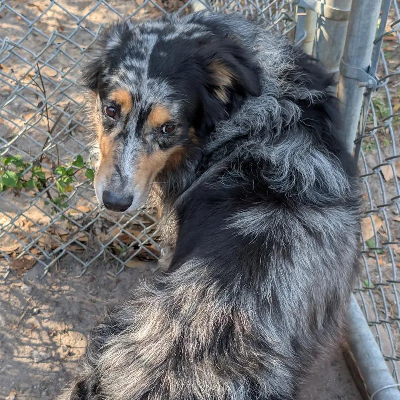 An adult medium-sized male Gray / Blue / Silver Australian Shepherd dog named Buddy for adoption in Lakeland, FL