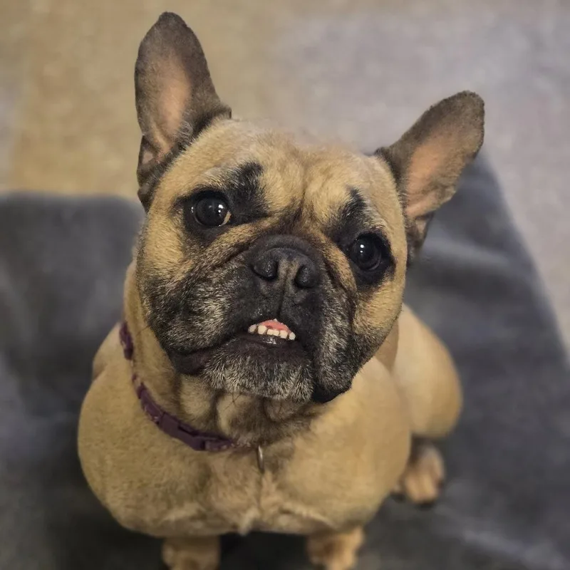 An adult small-sized male Yellow / Tan / Blond / Fawn Mixed Breed dog named Chaz for adoption in Sonoma, CA