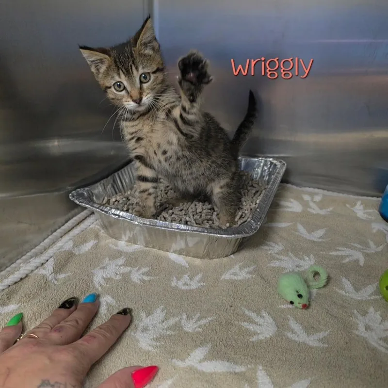 Wriggly thumbnail 2