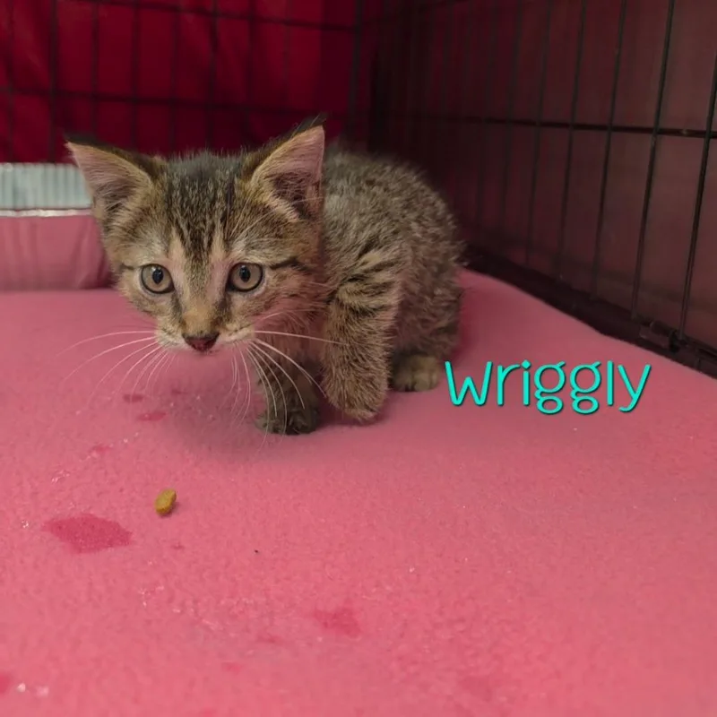 Wriggly thumbnail 3