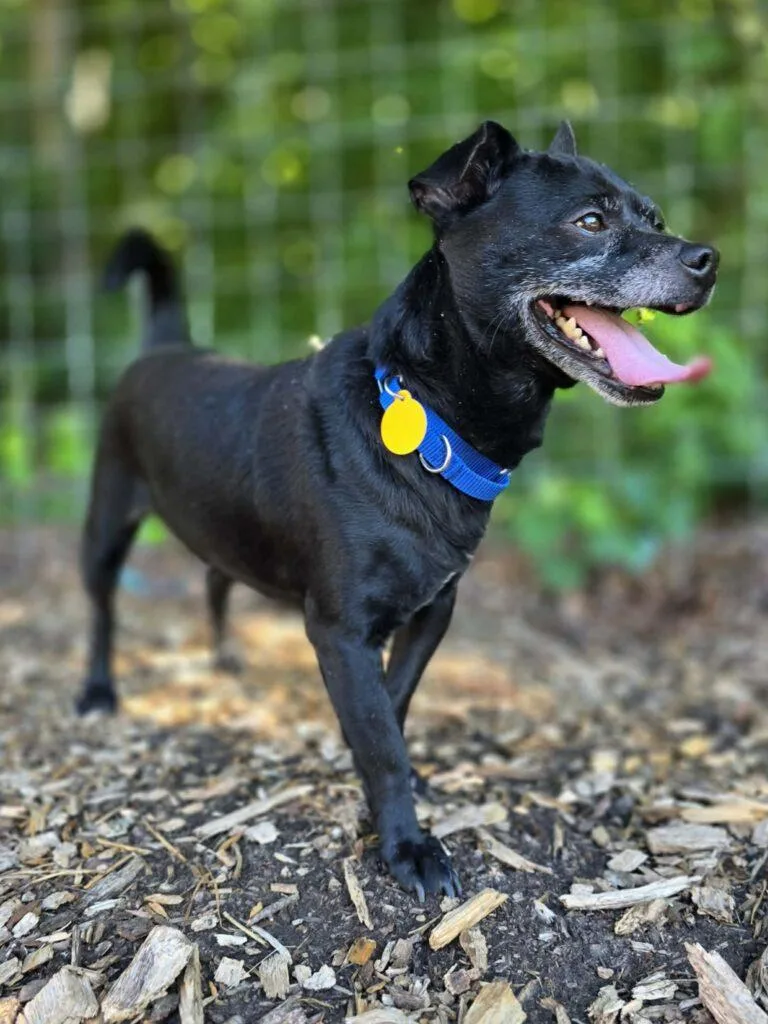An adult small-sized male Black Chihuahua dog named Ricky for adoption in Red Hook, NY