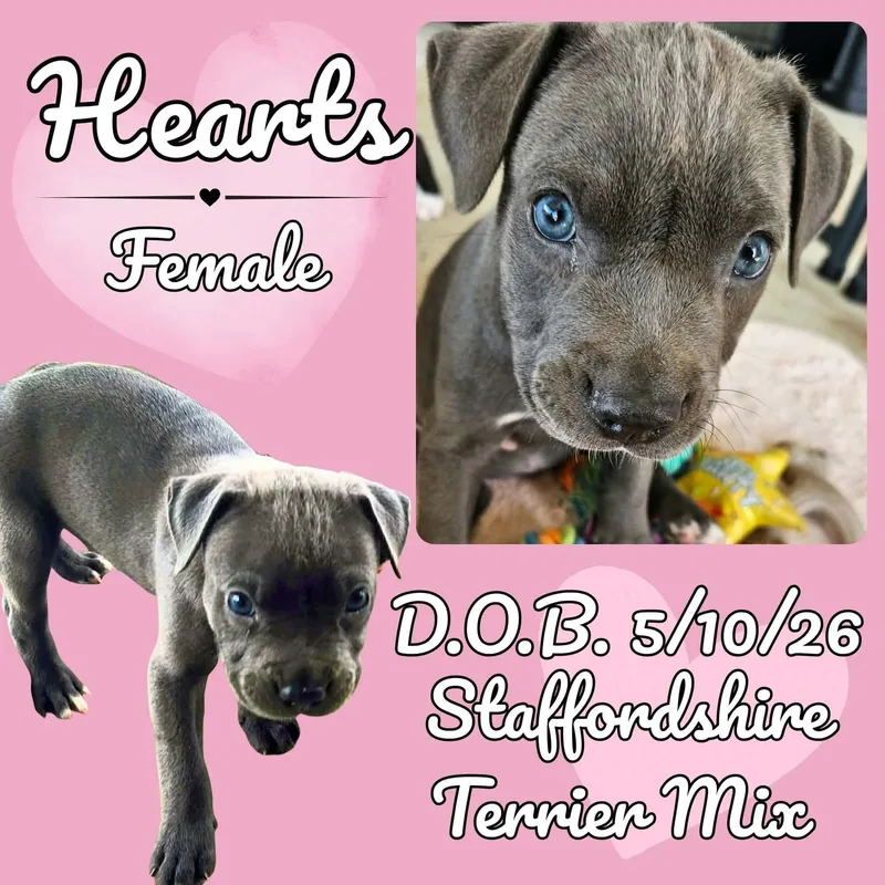 A baby medium-sized female Gray / Blue / Silver American Staffordshire Terrier dog named Hearts for adoption in Caldwell, TX