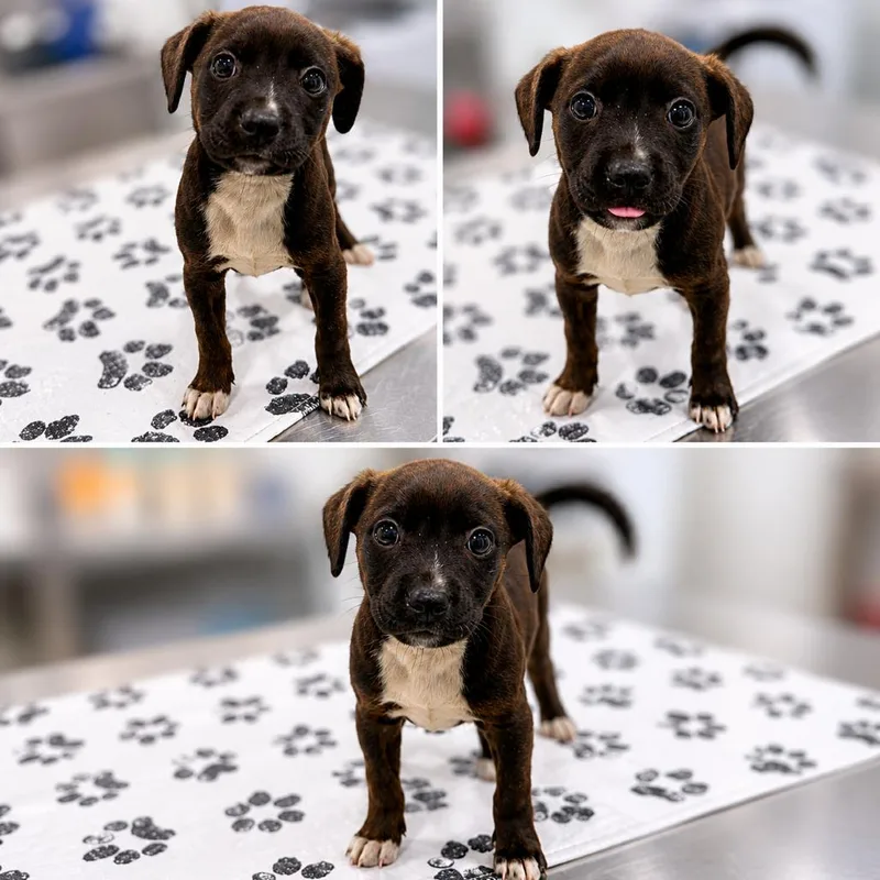 A baby small-sized female Brindle Pit Bull Terrier dog named Tilly for adoption in St. Louis, MO