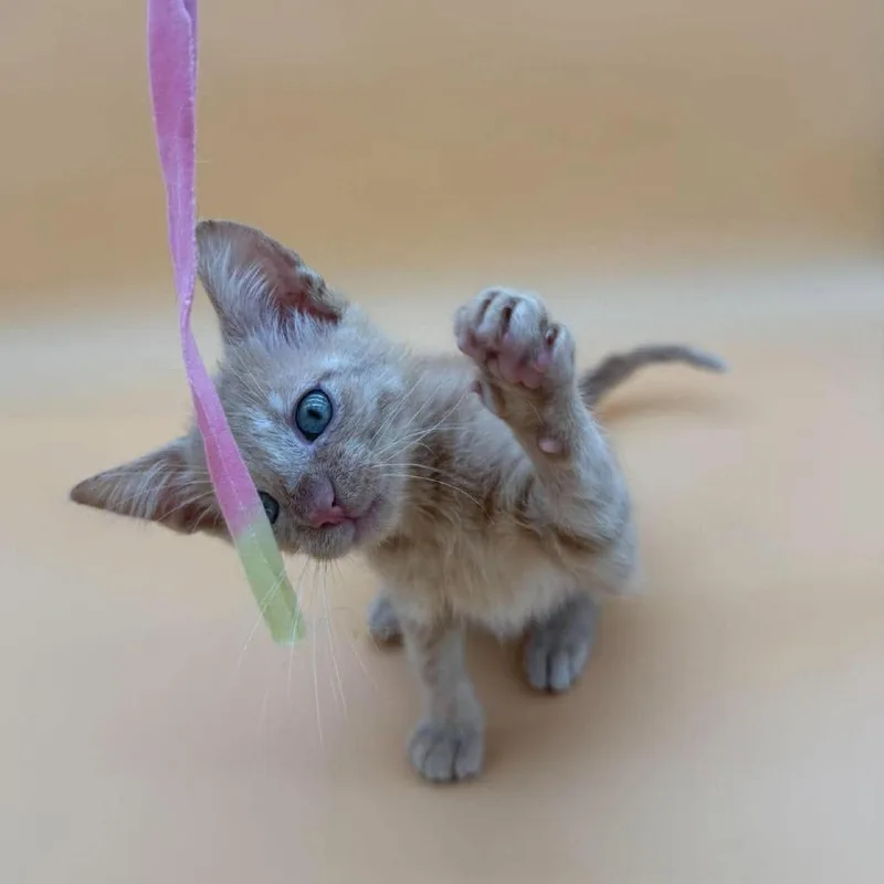 A baby small-sized male Domestic Short Hair cat named Lobster for adoption in Plainfield, IL
