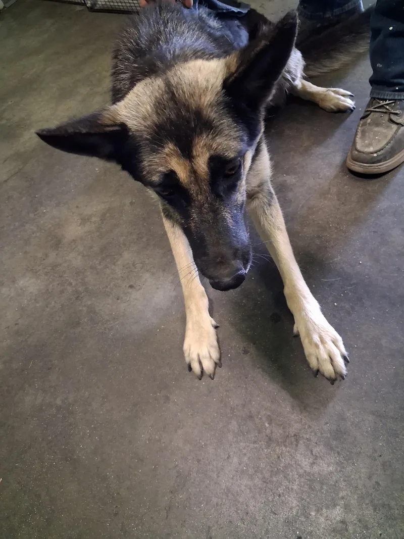 An adult large-sized female German Shepherd Dog dog named Sky for adoption in Los Angeles, CA