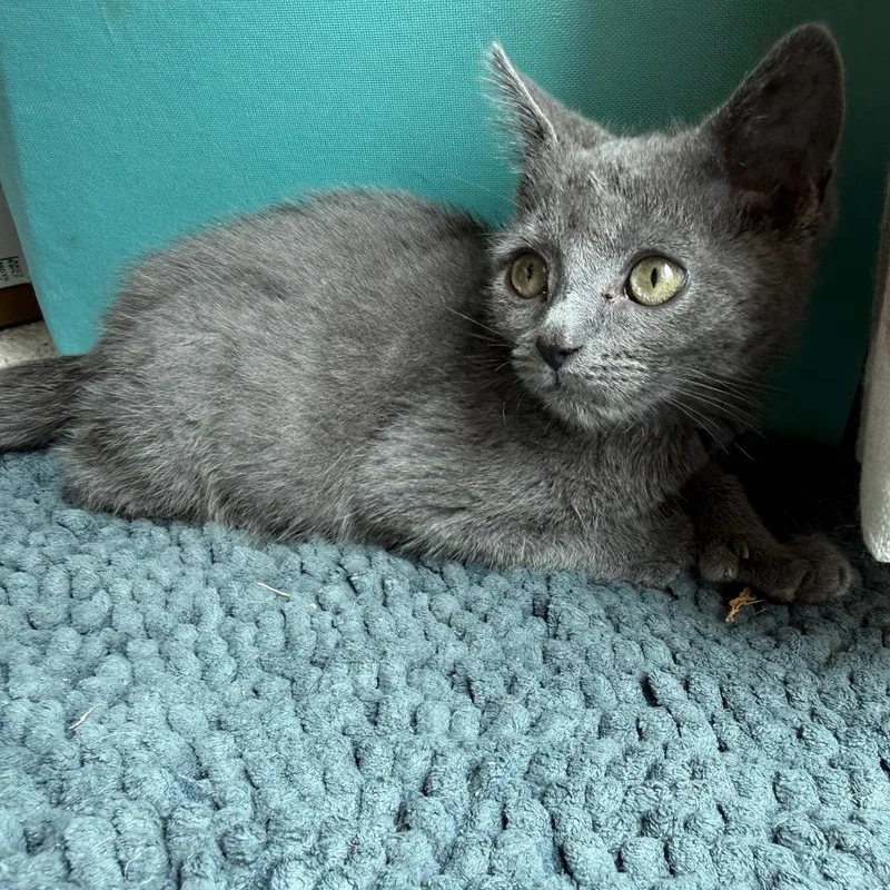Eleanor thumbnail 4