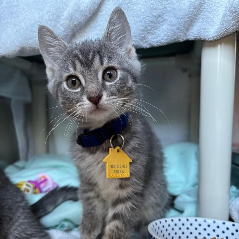 A baby small-sized female Gray / Blue / Silver Domestic Short Hair cat named Winnie for adoption in Springfield, MA