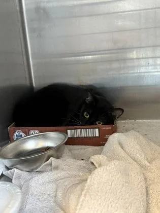 An adult small-sized female Domestic Short Hair cat named Smoky for adoption in Fallston, MD