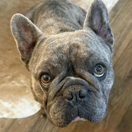 An adult medium-sized male French Bulldog dog named Crash for adoption in Rossville, GA