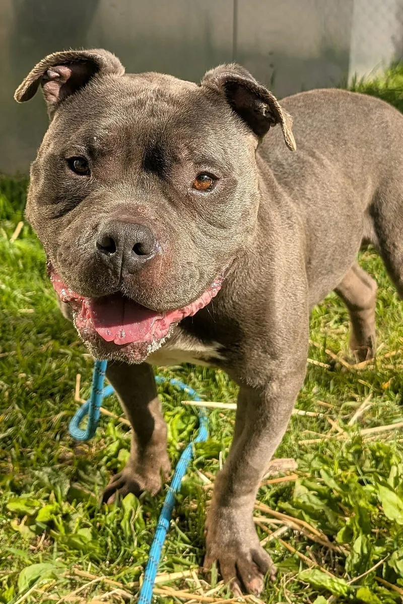 An adult medium-sized male Gray / Blue / Silver Pit Bull Terrier dog named Undertow for adoption in Chicago, IL
