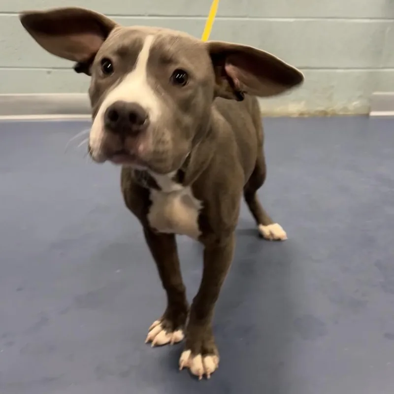 A young medium-sized male Gray / Blue / Silver Pit Bull Terrier dog named Dumbo for adoption in Greensboro, NC