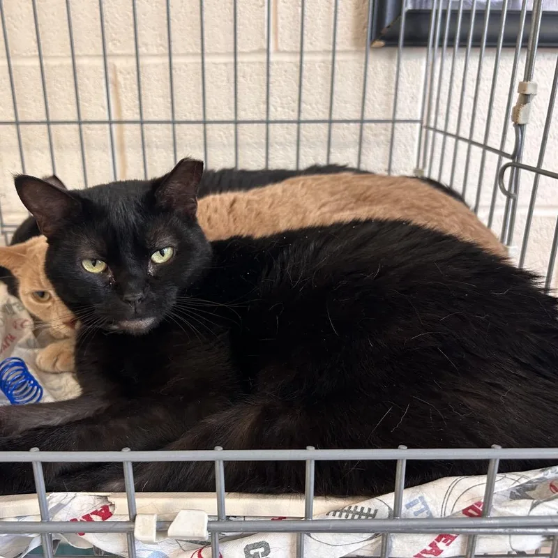 An adult large-sized male Black Domestic Short Hair cat named Heckle for adoption in Waynesboro, PA