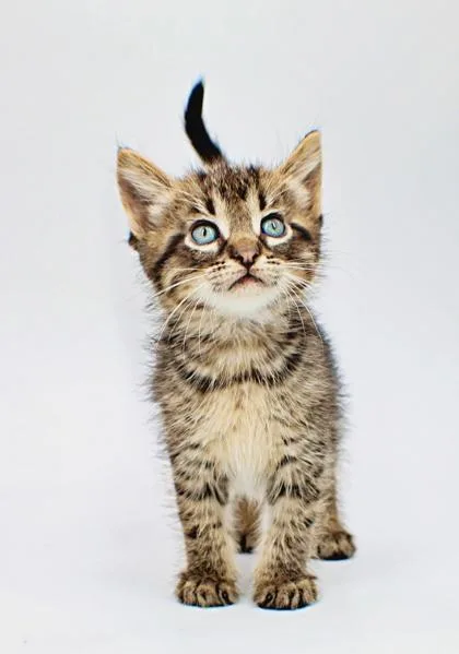 A baby small-sized male Domestic Short Hair cat named Legend for adoption in Morton Grove, IL
