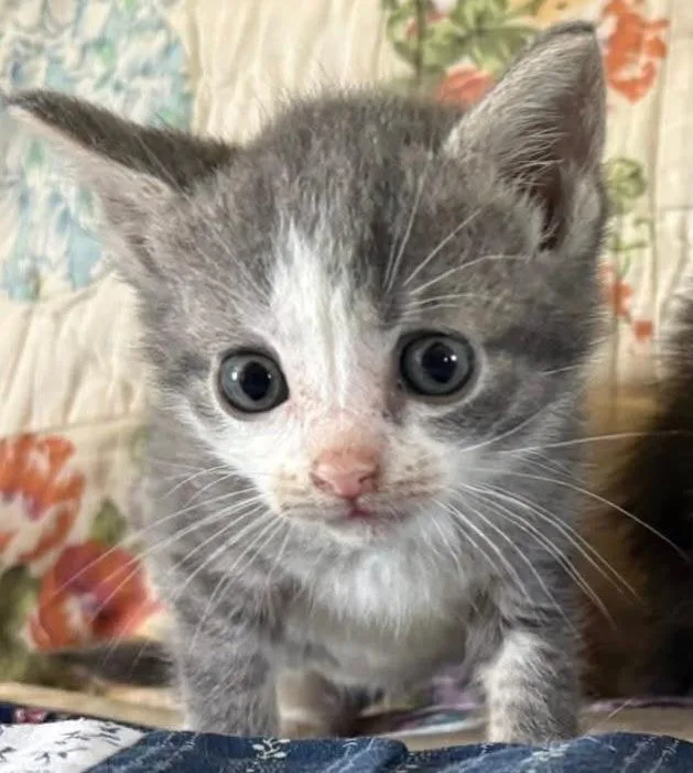 Possum