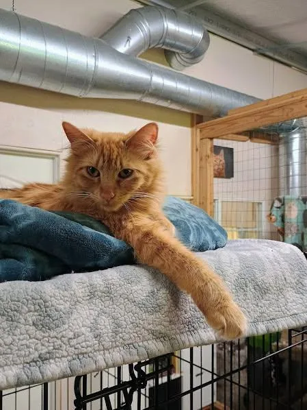 A young medium-sized female Flame Point Domestic Medium Hair cat named Spice for adoption in Sherwood, OR