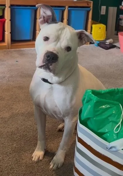 Gia