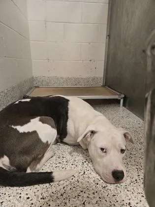 An adult large-sized male Pit Bull Terrier dog named Doc for adoption in Atlanta, GA