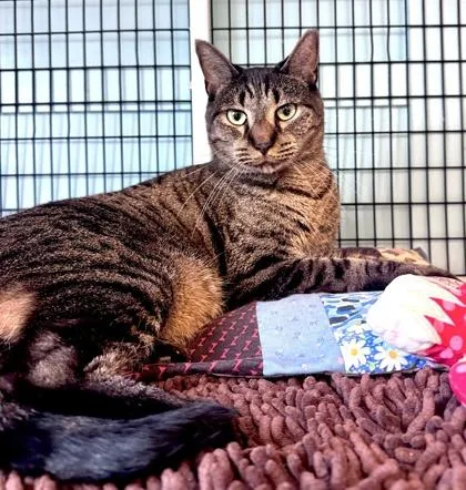 An adult large-sized male Black Domestic Short Hair cat named Harvey Dent for adoption in Fernandina Beach, FL