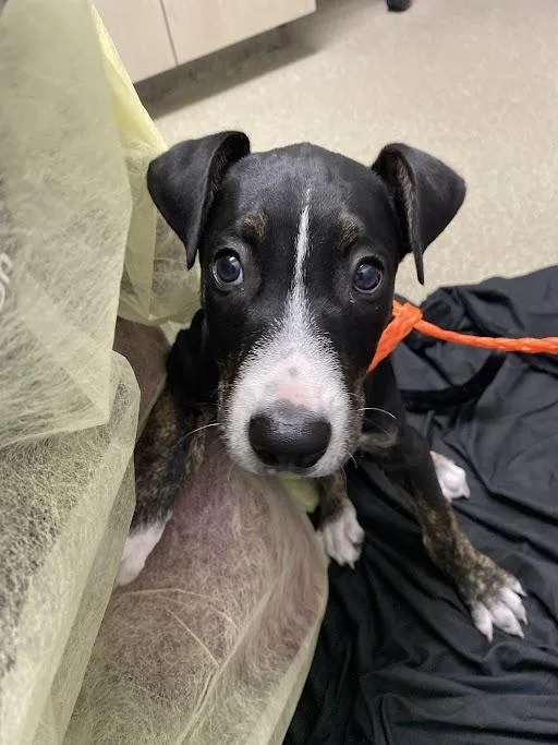 A baby small-sized male Pit Bull Terrier dog named Manny for adoption in Las Vegas, NV