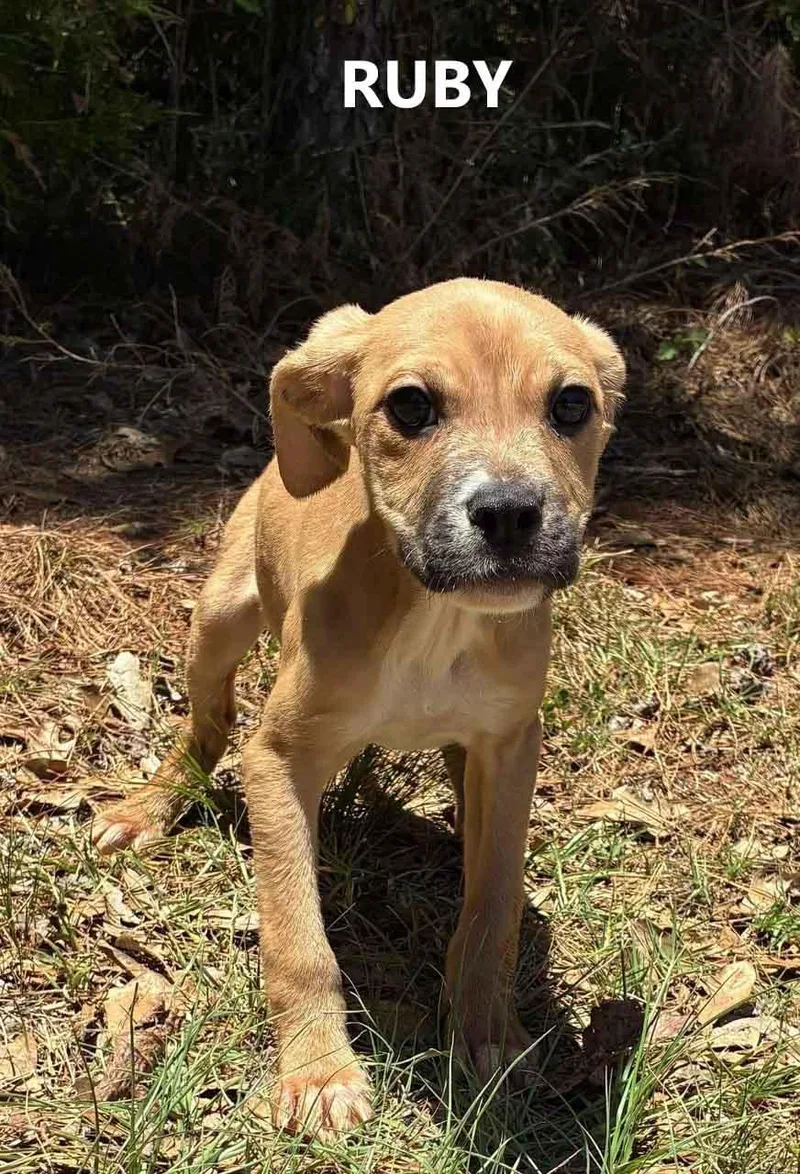 A baby medium-sized female Brown / Chocolate Hound dog named Ruby for adoption in Washington, GA