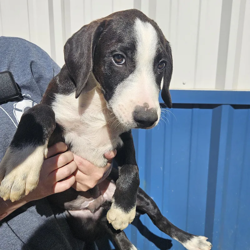 A baby large-sized male Black Hound dog named Carlow for adoption in Kalamazoo, MI