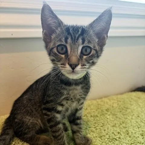 A baby small-sized male Brown / Chocolate Domestic Short Hair cat named Chip for adoption in Pleasant Hill, CA