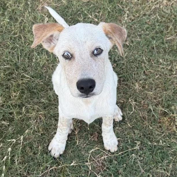 A young medium-sized male Australian Cattle Dog / Blue Heeler dog named Apollo for adoption in Brownsville, TX