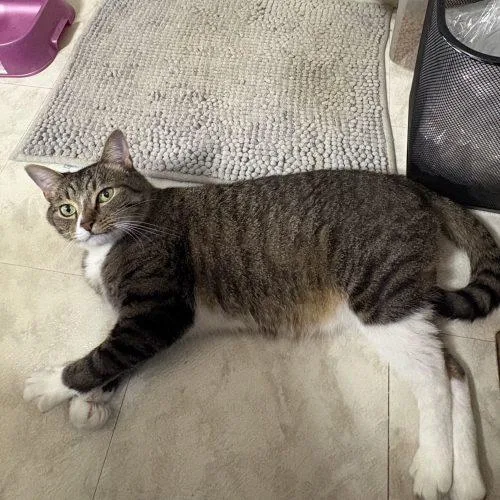 An adult medium-sized male Tabby (Gray / Blue / Silver) Tabby cat named Shepherd for adoption in Knoxville, TN