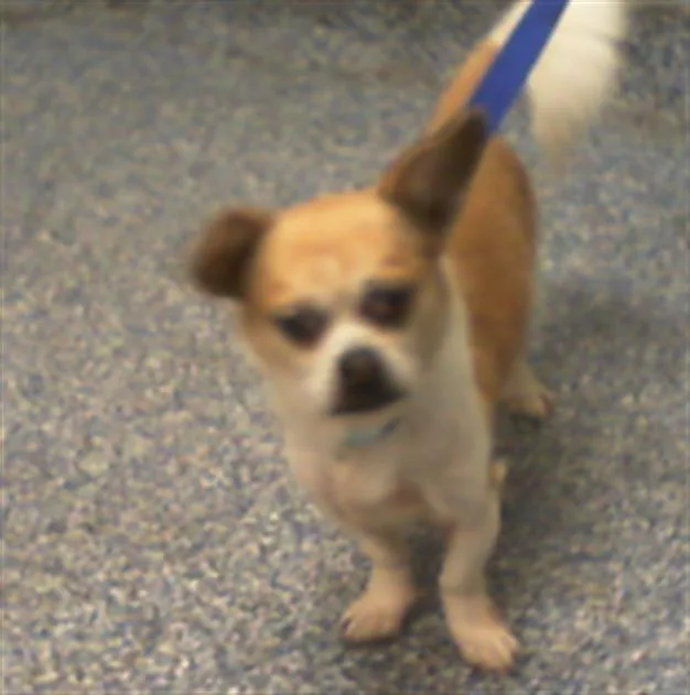 An adult small-sized male Chihuahua dog named Enzo for adoption in Charlotte, NC