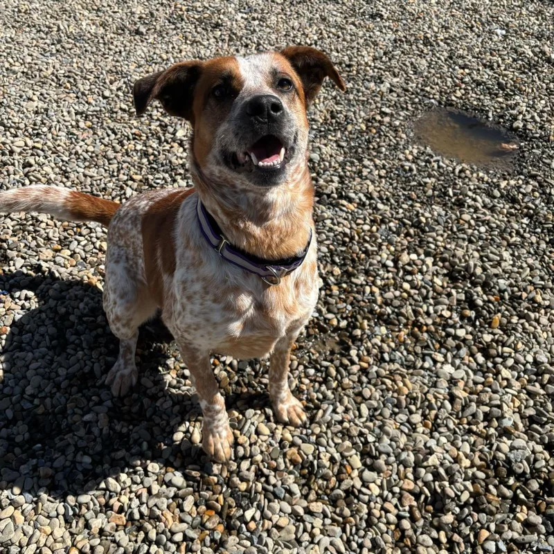 Steve Irwin thumbnail 2