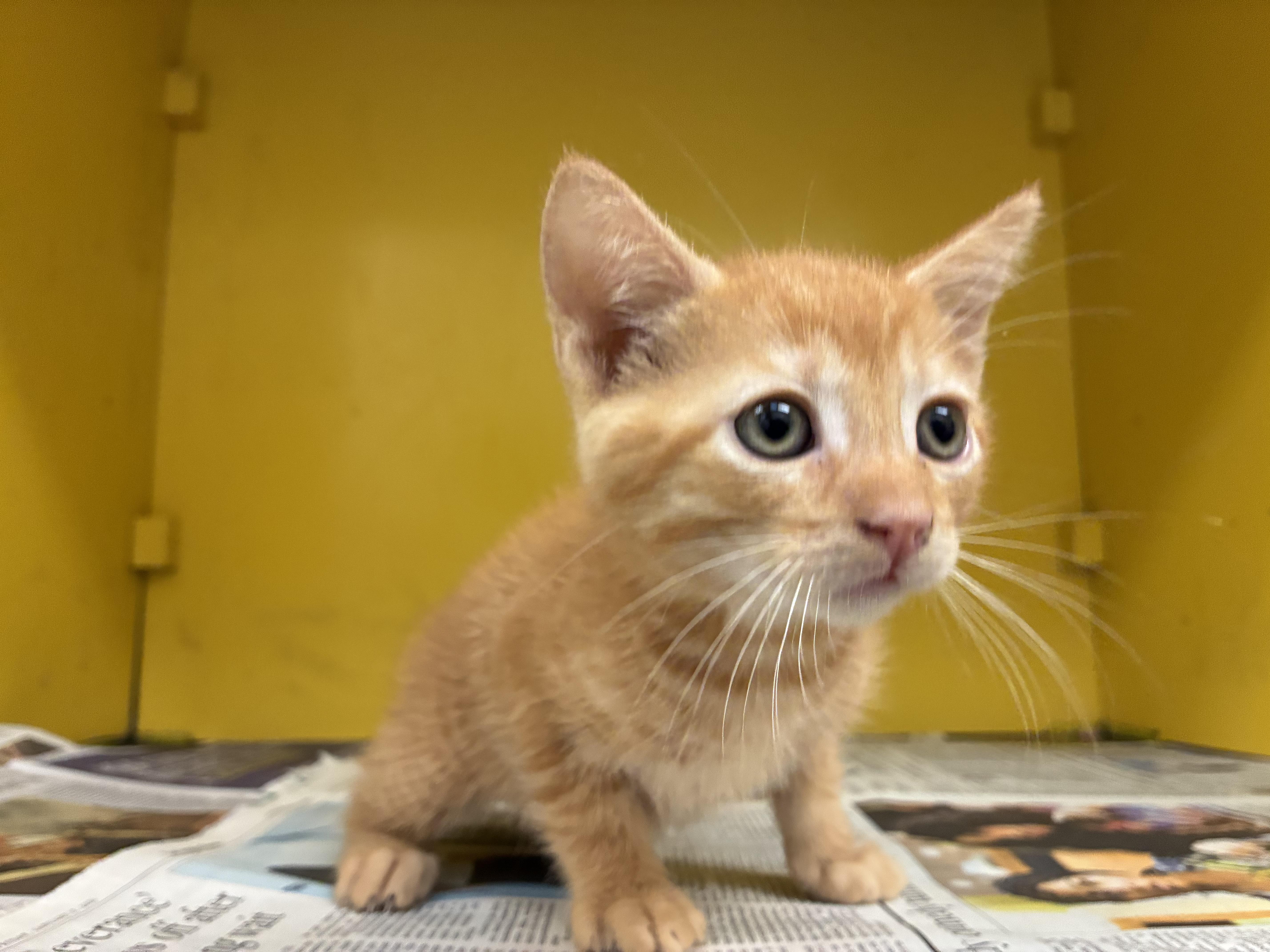 A baby medium-sized male Domestic Short Hair cat named Billy for adoption in Los Angeles, CA
