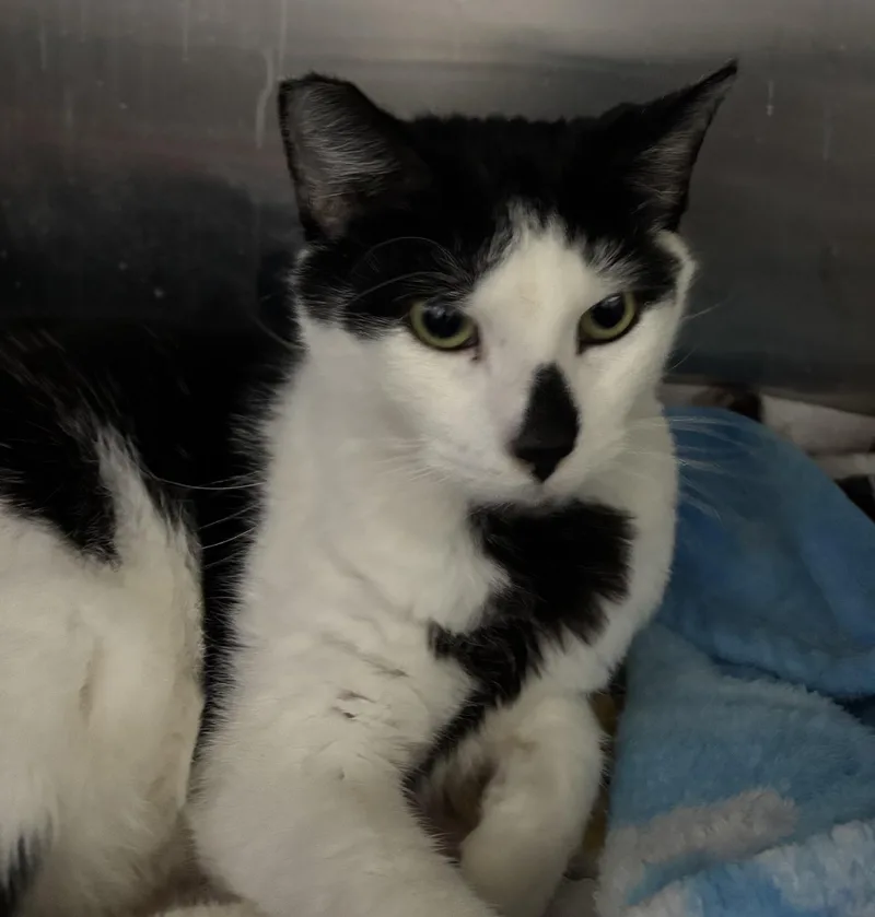 An adult medium-sized male Black Domestic Short Hair cat named Walter for adoption in Raymond, WA