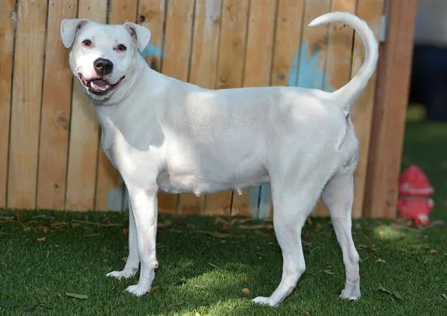 An adult medium-sized female Pit Bull Terrier dog named Priya for adoption in West Valley City, UT
