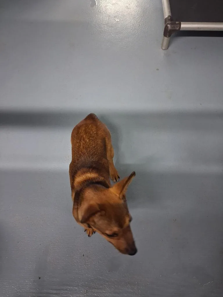 A young large-sized female Mixed Breed dog named Pauline for adoption in Cartersville , GA
