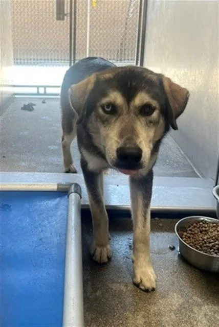 A young large-sized male Labrador Retriever dog named Max for adoption in Downey, CA