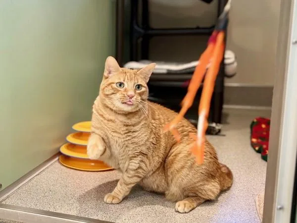 An adult small-sized female Domestic Short Hair cat named Amber for adoption in Portland, OR
