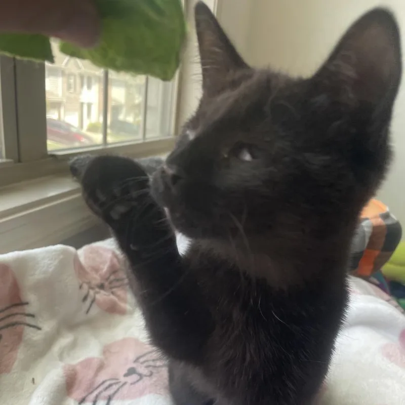 A baby small-sized female Domestic Short Hair cat named Adler for adoption in Cumming, GA