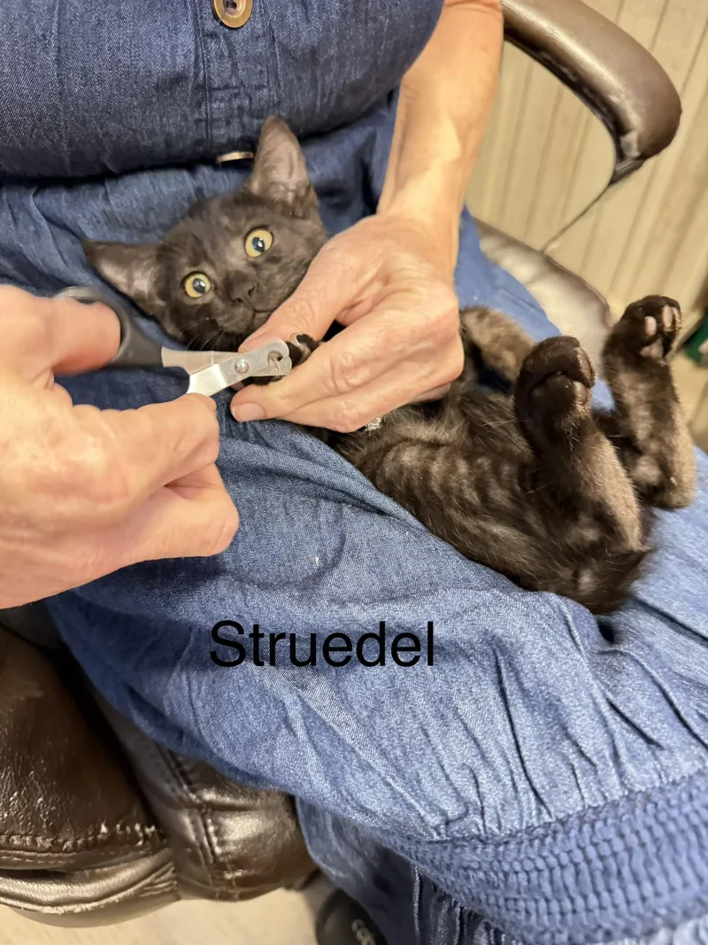 A baby small-sized female Domestic Short Hair cat named Strudel for adoption in Dixon, CA