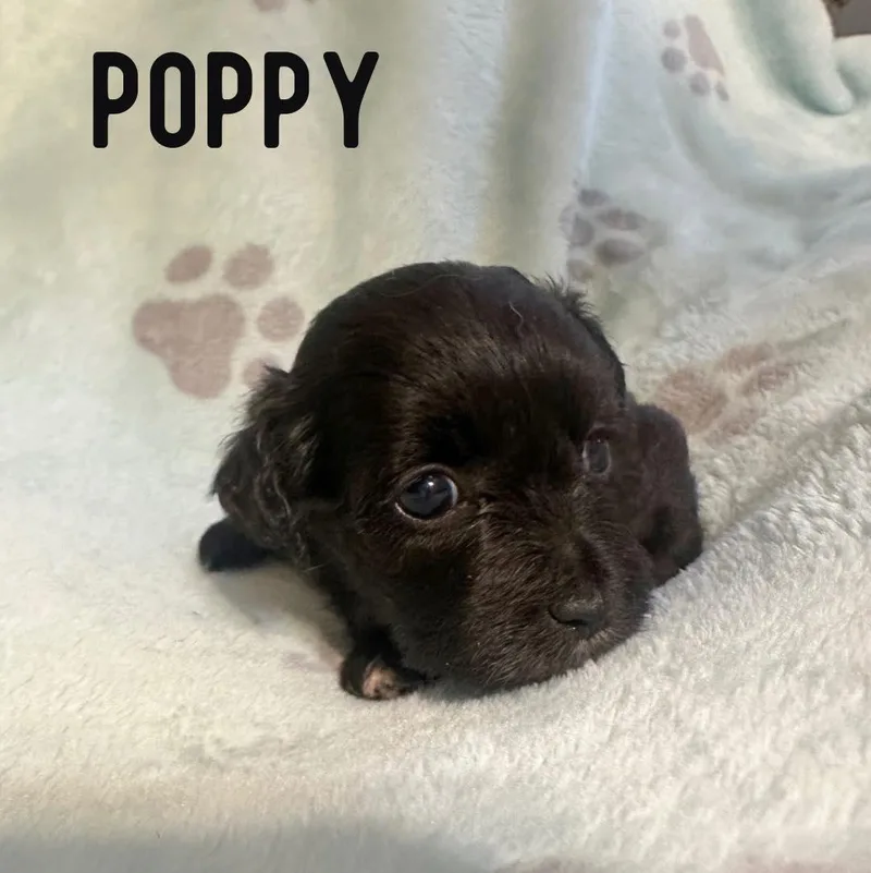 A baby small-sized female Shih Tzu dog named Poppy for adoption in Berlin, NJ