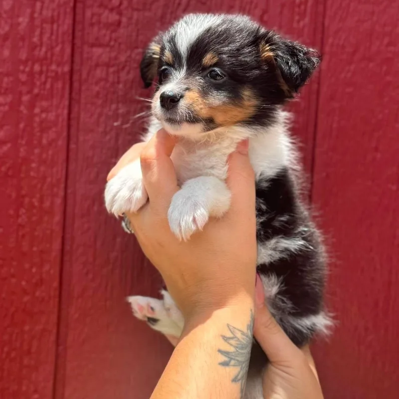 A baby small-sized female Pomeranian dog named Poppy for adoption in Crosby, TX