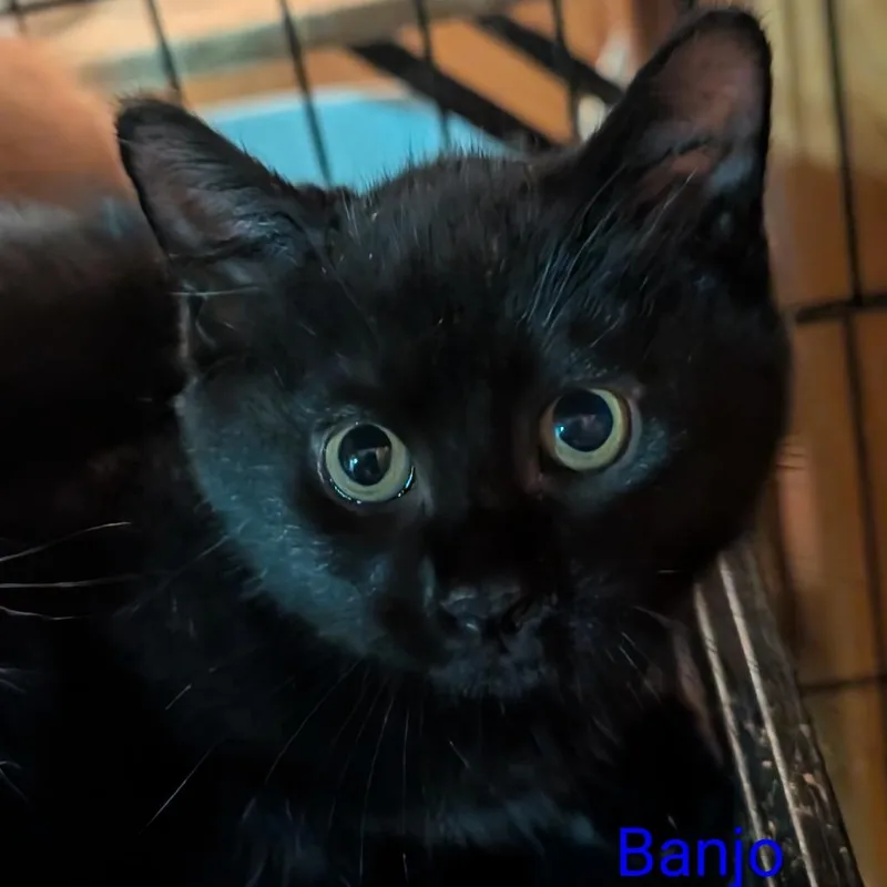 A baby small-sized male Black Domestic Short Hair cat named Banjo for adoption in Carmel, IN