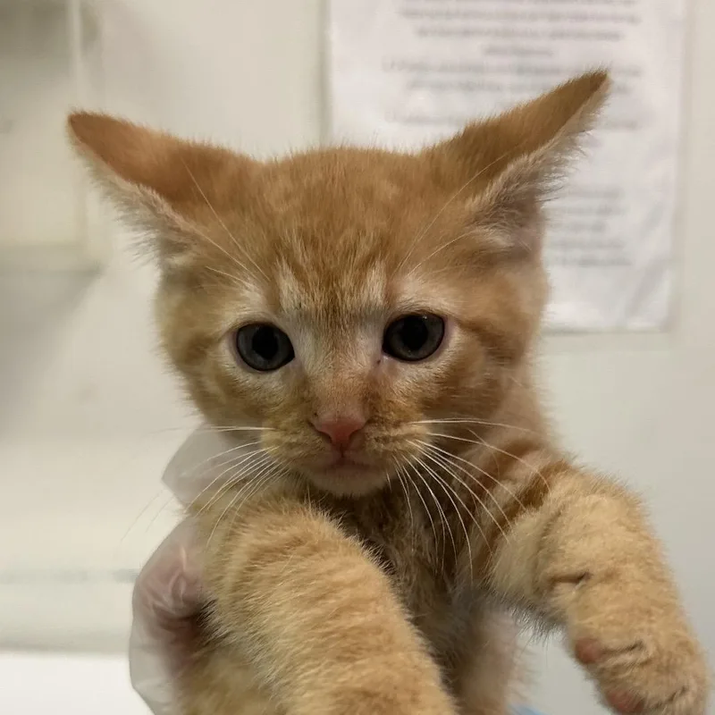 A baby small-sized male Orange / Red Domestic Short Hair cat named Flannel for adoption in Charleston, WV