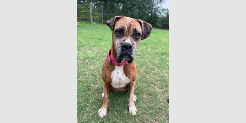 A senior medium-sized female Yellow / Tan / Blond / Fawn Boxer dog named Fanta for adoption in Hewitt, TX