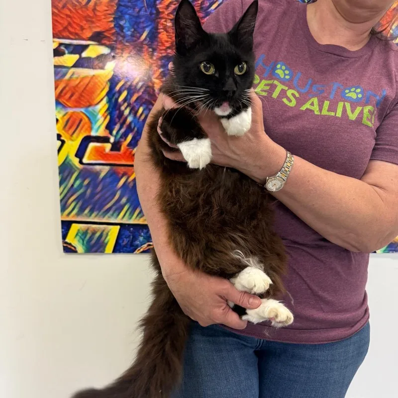 An adult medium-sized female Black Domestic Long Hair cat named Sweet Pea for adoption in Houston, TX