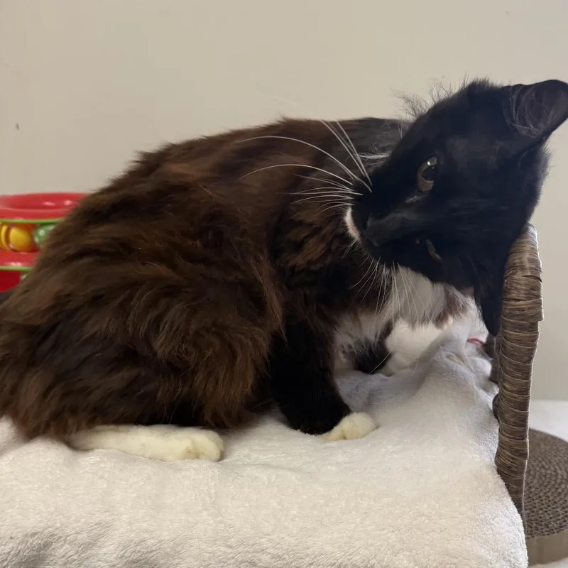 Sweet Pea thumbnail 4