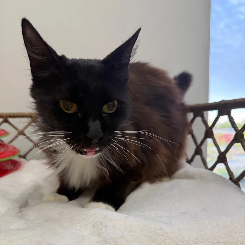 Sweet Pea thumbnail 6