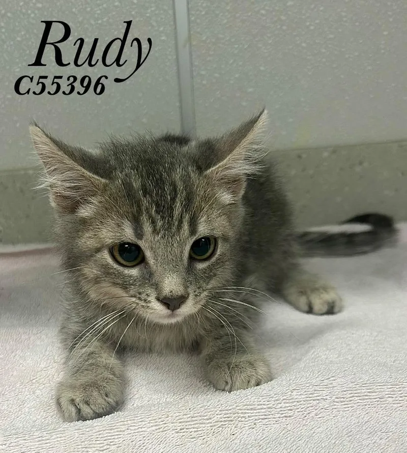 Rudy