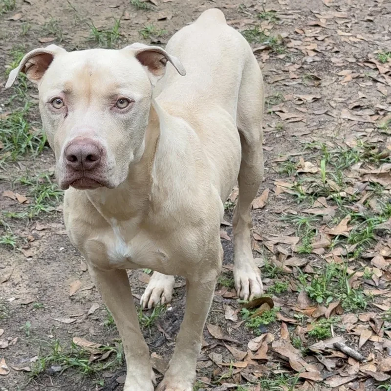 An adult large-sized male Pit Bull Terrier dog named Pups for adoption in Magnolia, TX