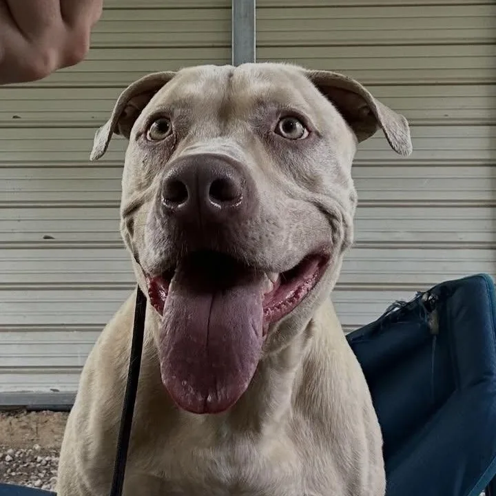Pups thumbnail 2