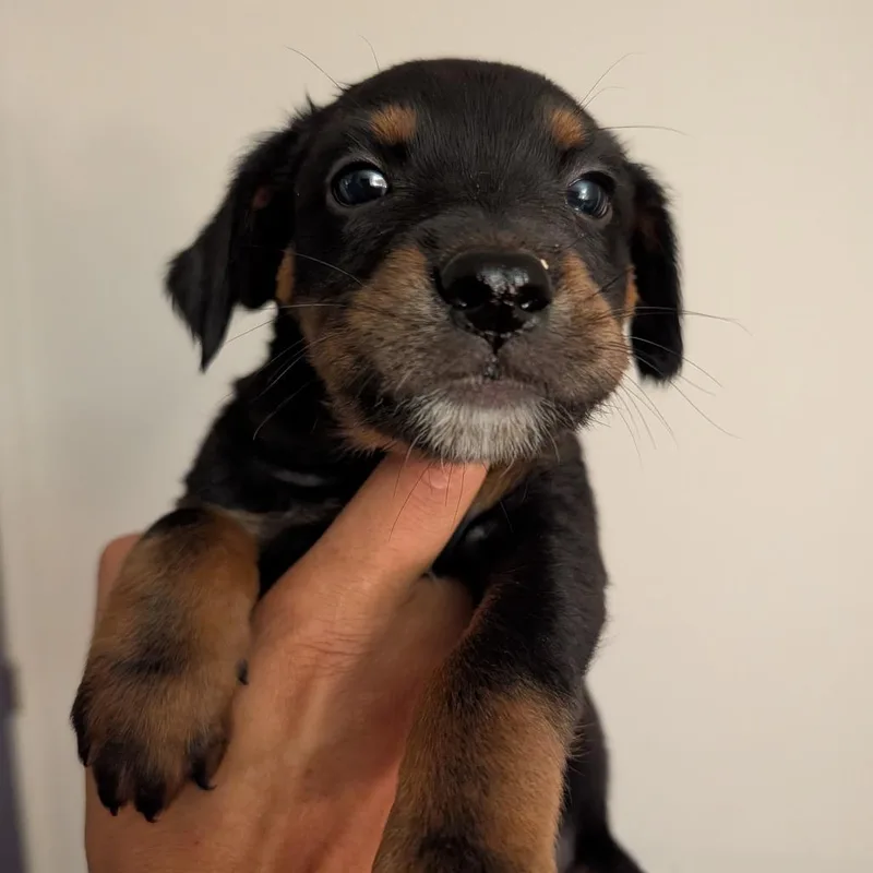 A baby small-sized male Black Mixed Breed dog named Jalapeno Popper for adoption in Park City, UT